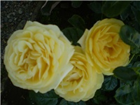 e9004f8b-Picture 111.jpg